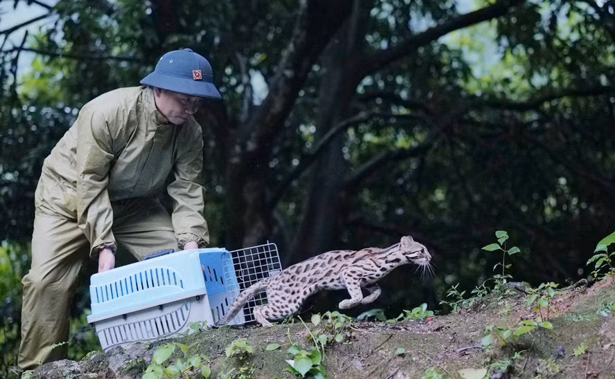 Les entreprises sont invitées à accroître leur responsabilité en matière de conservation de la faune ảnh 1
