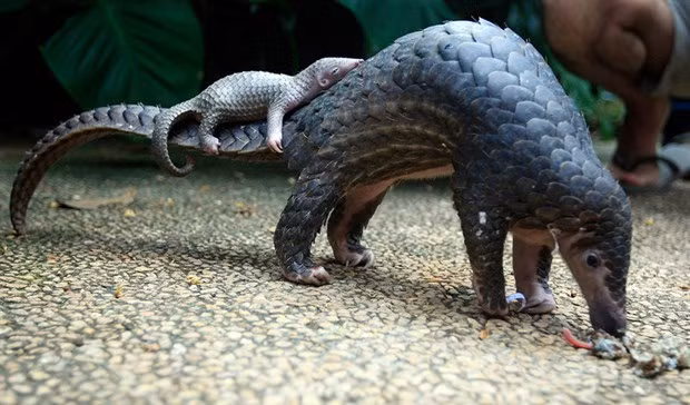 Quinze pangolins malais relâchés dans la nature ảnh 1