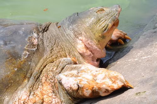 La légendaire tortue géante de Hoàn Kiêm s’en est allée ảnh 1