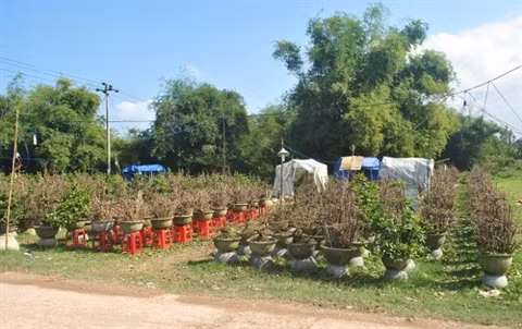 La saison commence au village d’abricotiers de Nhon An ảnh 1