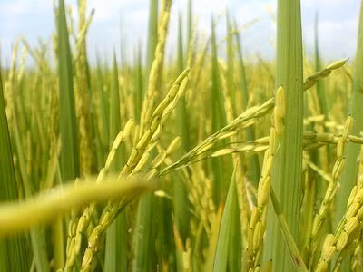 Application du SIG dans le développement agricole et rural ảnh 1