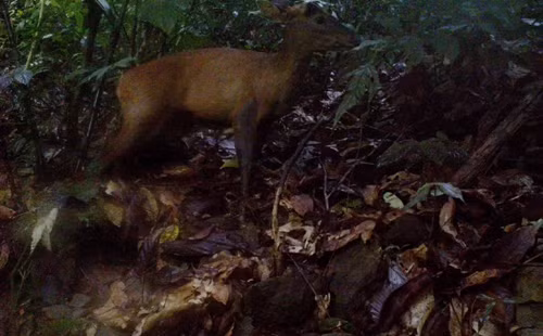 Une espèce de grand muntjac découverte dans la réserve Pù Hu ảnh 1