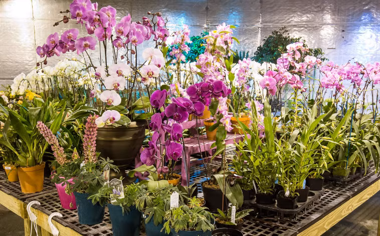 L’application de hautes technologies aident les horticulteurs de Hanoi à gagner plus ảnh 1