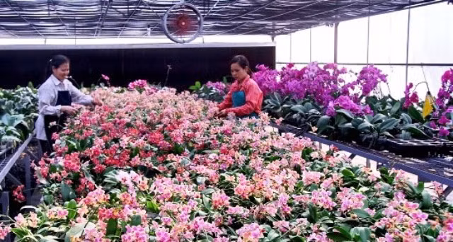 L’application de hautes technologies aident les horticulteurs de Hanoi à gagner plus ảnh 2