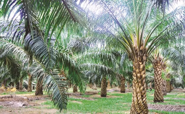 L'Indonésie va étendre sa superficie de culture de palmiers ảnh 1