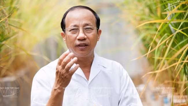 Nguyên Viêt Cuong et les variétés de riz pour les terres alunées de Dông Thap Muoi ảnh 1