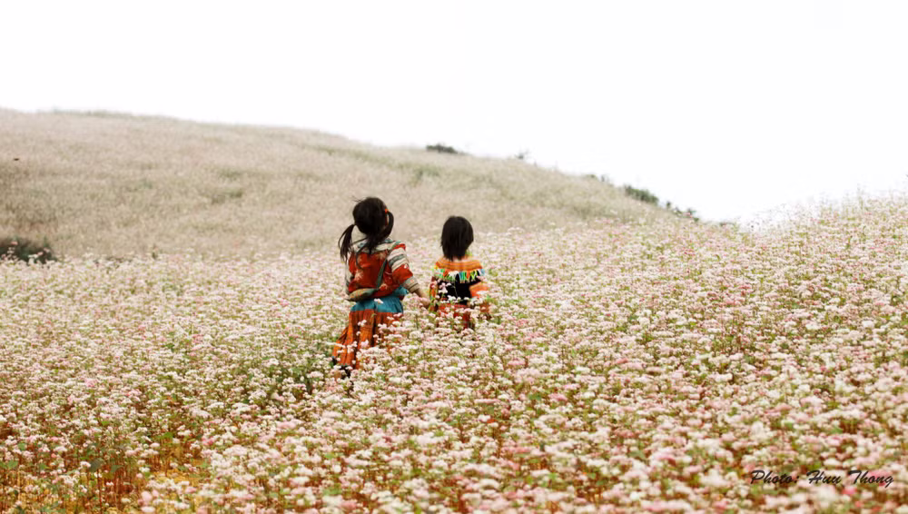 Hà Giang, la prairie en fleurs de sarrasin ảnh 2
