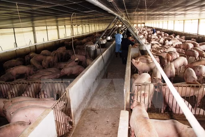 Exportation de produits d’élevage et d'aliments pour animaux ảnh 1