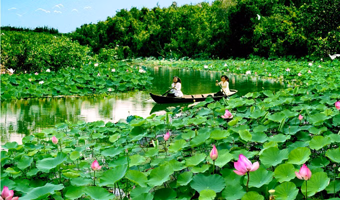 Dans la Plaine des joncs, rendez-vous au pays du lotus ảnh 1
