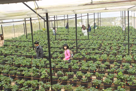 Tourisme agricole à Dalat ảnh 3