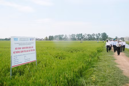 Des champs "exemplaires" à Quang Binh ảnh 1 Des champs "exemplaires" à Quang Binh ảnh 1