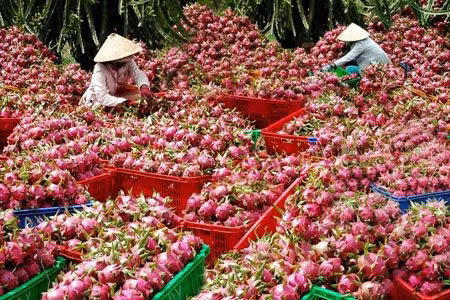 Exportations de plus de 100 tonnes de fruits de dragon en Thaïlande ảnh 1