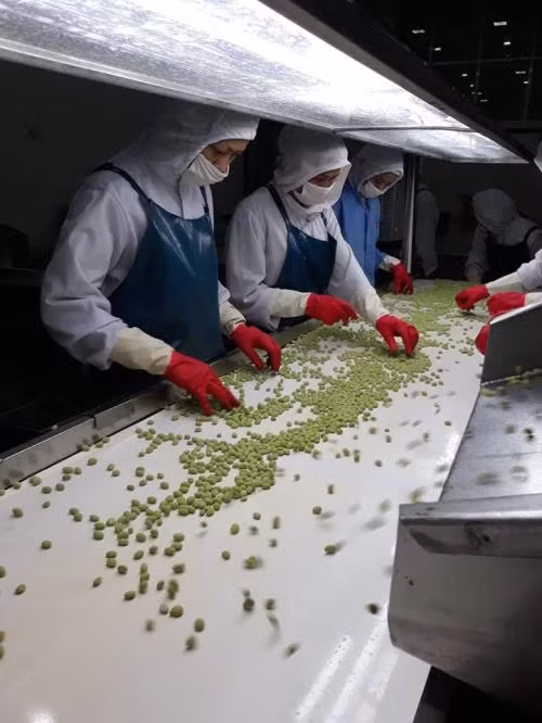 Création de 885 nouvelles entreprises agricoles au premier semestre ảnh 1 Création de 885 nouvelles entreprises agricoles au premier semestre ảnh 1