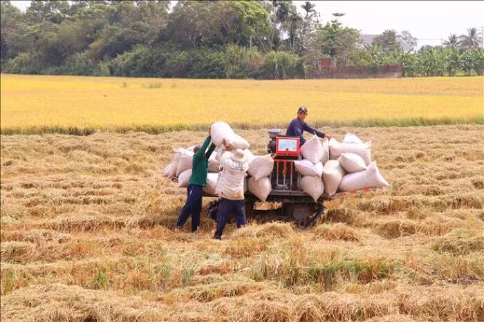 Les exportations de riz atteignent un niveau record depuis 1989 ảnh 1