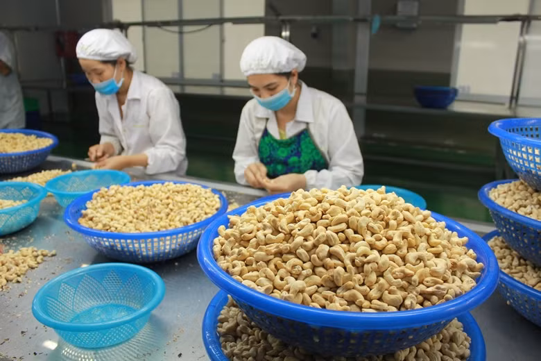 Le secteur vietnamien de la noix de cajou s’efforce de conserver la première place mondiale ảnh 1