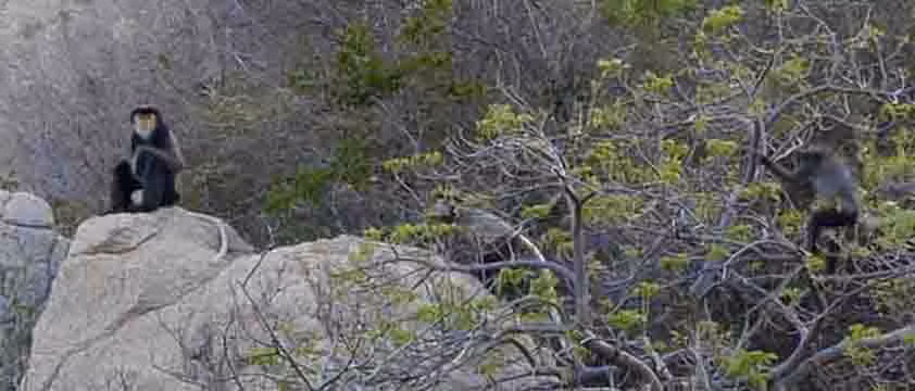 Protection urgente des langurs de douc à jambes noires trouvés à Ninh Thuân ảnh 1