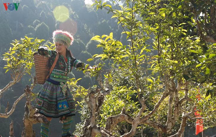Thé Shan Tuyêt de Suôi Giàng, la quintessence de la montagne du Nord-Ouest ảnh 1 Thé Shan Tuyêt de Suôi Giàng, la quintessence de la montagne du Nord-Ouest ảnh 1