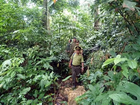 Le Vietnam compte 14,6 millions d’hectares de forêt en 2019 ảnh 1
