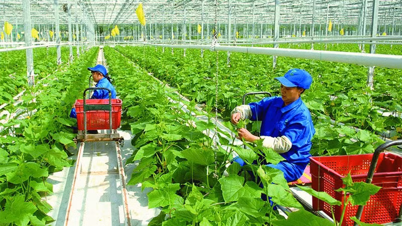 Transition vers un système alimentaire vert au Vietnam ảnh 1