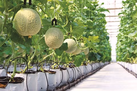 À Hô Chi Minh-Ville, une décharge transformée en jardin hi-tech ảnh 1