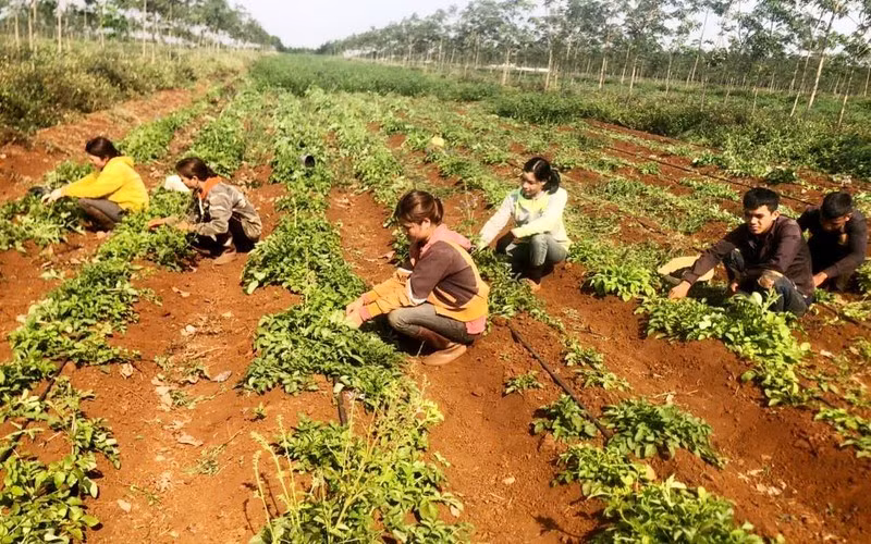 Le Vietnam veut se renforcer sur le marché des herbes médicinales ảnh 2 Le Vietnam veut se renforcer sur le marché des herbes médicinales ảnh 2