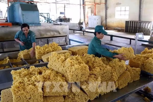 Renforcer la compétitivité du caoutchouc vietnamien sur le marché international ảnh 2 Renforcer la compétitivité du caoutchouc vietnamien sur le marché international ảnh 2