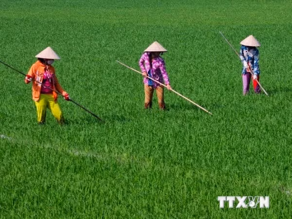 Agriculture: comment le Vietnam s’adapte-t-il au changement climatique? ảnh 1