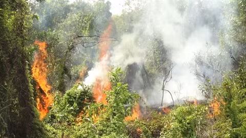 Kiên Giang renforce la prévention des incendies de forêt en saison sèche ảnh 1
