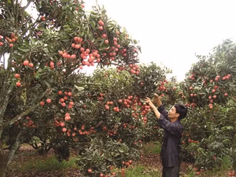 Bac Giang se prépare pour la saison 2018 du litchi ảnh 1