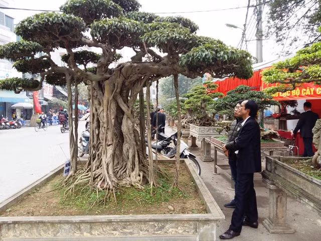 Triều Khúc, la passion des bonsaïs ảnh 1