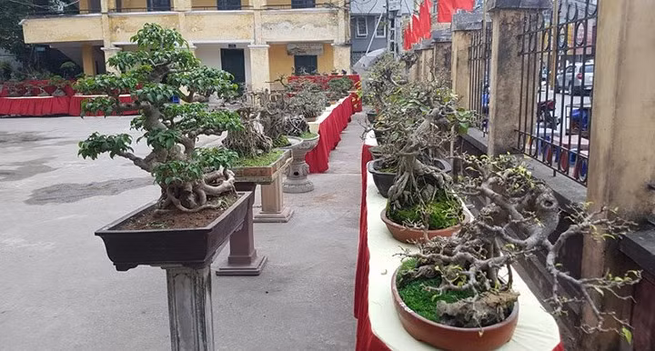 Triều Khúc, la passion des bonsaïs ảnh 3