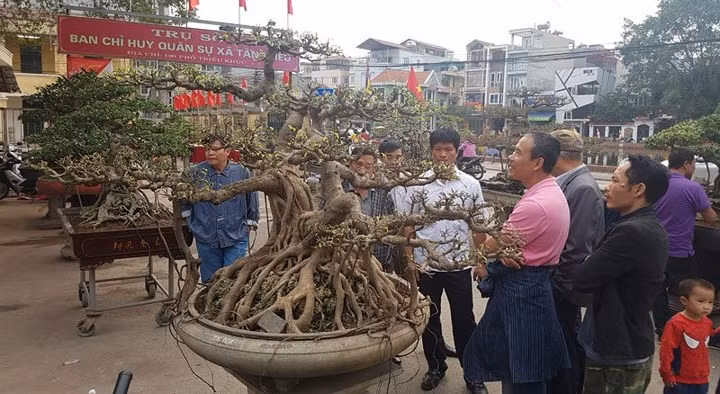 Triều Khúc, la passion des bonsaïs ảnh 4