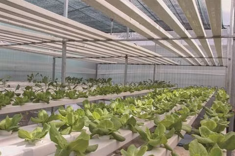 Quand les décharges deviennent des jardins de légumes bio ảnh 1