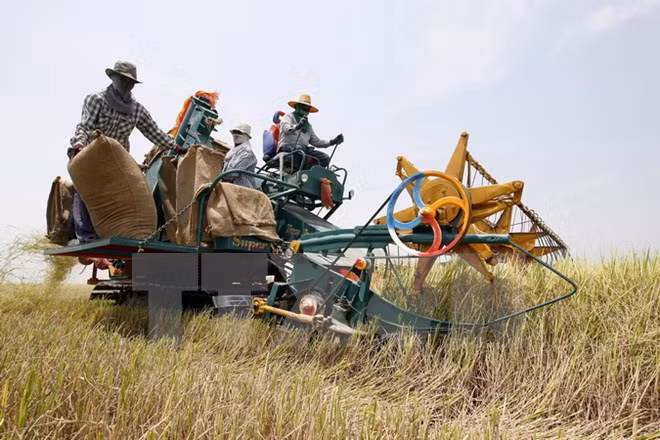 La Thaïlande annonce le nouveau programme de subvention de riz ảnh 1
