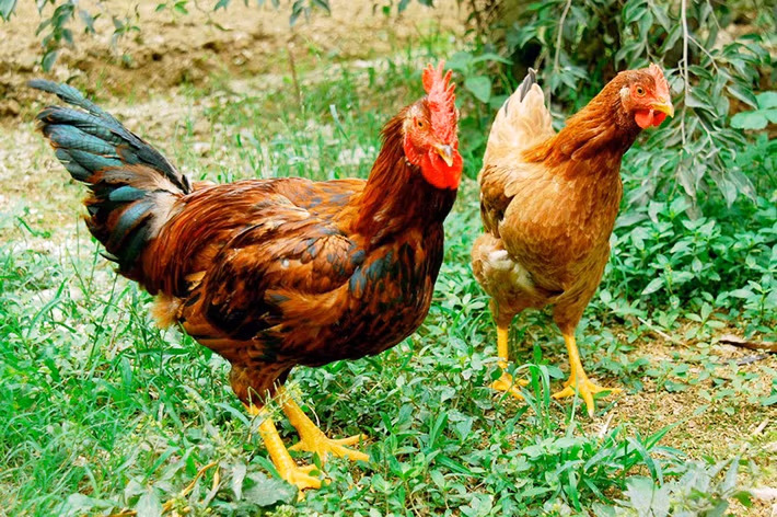 Bac Giang cherche à promouvoir le label "poulet de Yen The" ảnh 1