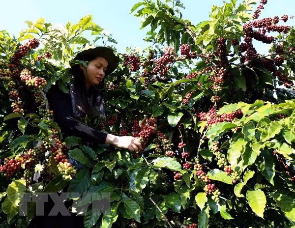 Les exportations nationales de café devraient rebondir en 2021 ảnh 1