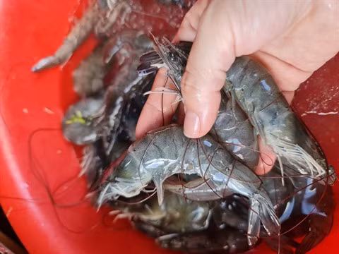 Pour le développement et l’exportation de la crevette de Cà Mau ảnh 1