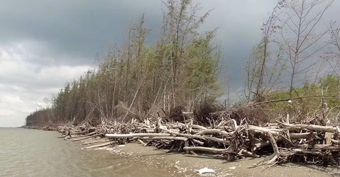 Bên Tre: la protection des mangroves associée au développement de la production ảnh 1
