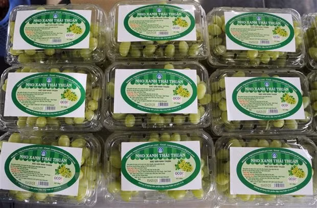 Les raisins verts de Ninh Thuan sont vendus sur la plate-forme d'e-commerce Sendo ảnh 1 Les raisins verts de Ninh Thuan sont vendus sur la plate-forme d'e-commerce Sendo ảnh 1