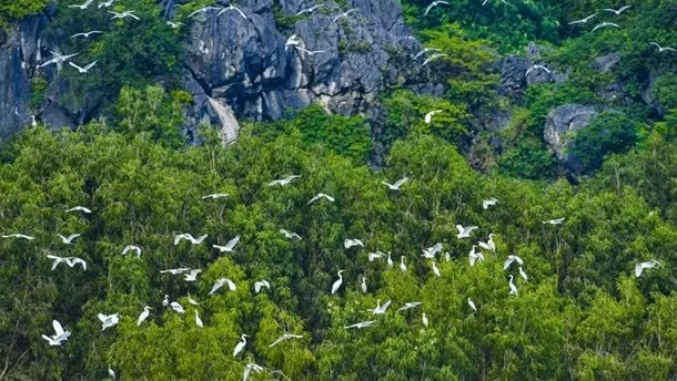 Le Vietnam et le WWF intensifient leur coopération ảnh 1 Le Vietnam et le WWF intensifient leur coopération ảnh 1