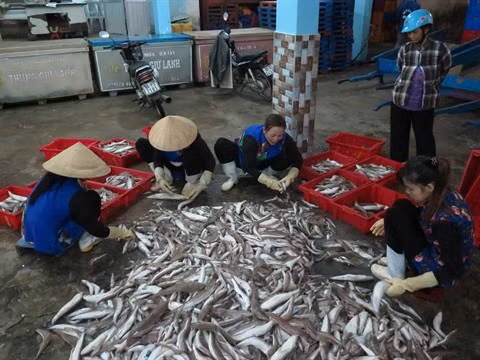 Solutions pour rétablir la chaîne de ravitaillement en pangasius ảnh 1