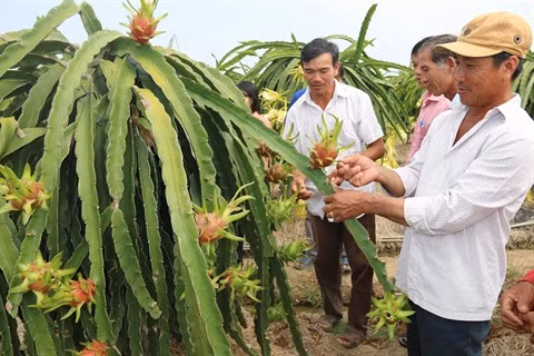 Le fruit du dragon, un filon économique à Tiên Giang ảnh 1