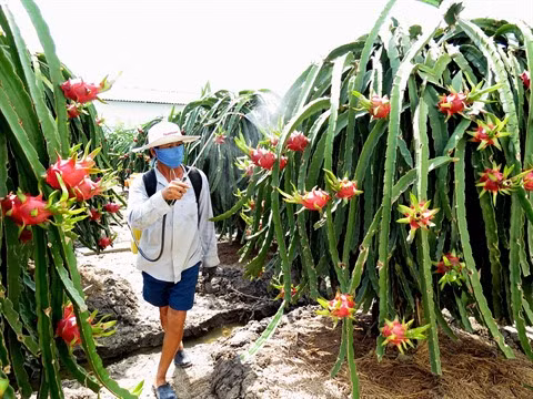 Le fruit du dragon, un filon économique à Tiên Giang ảnh 2