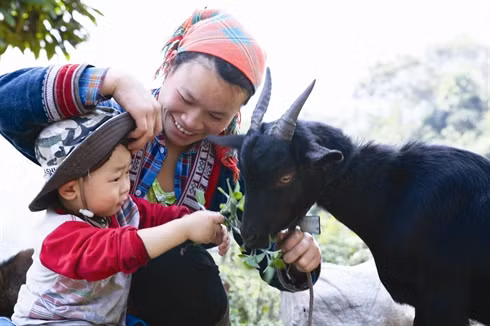 La fête des combats de boucs à Hoàng Su Phi ảnh 1