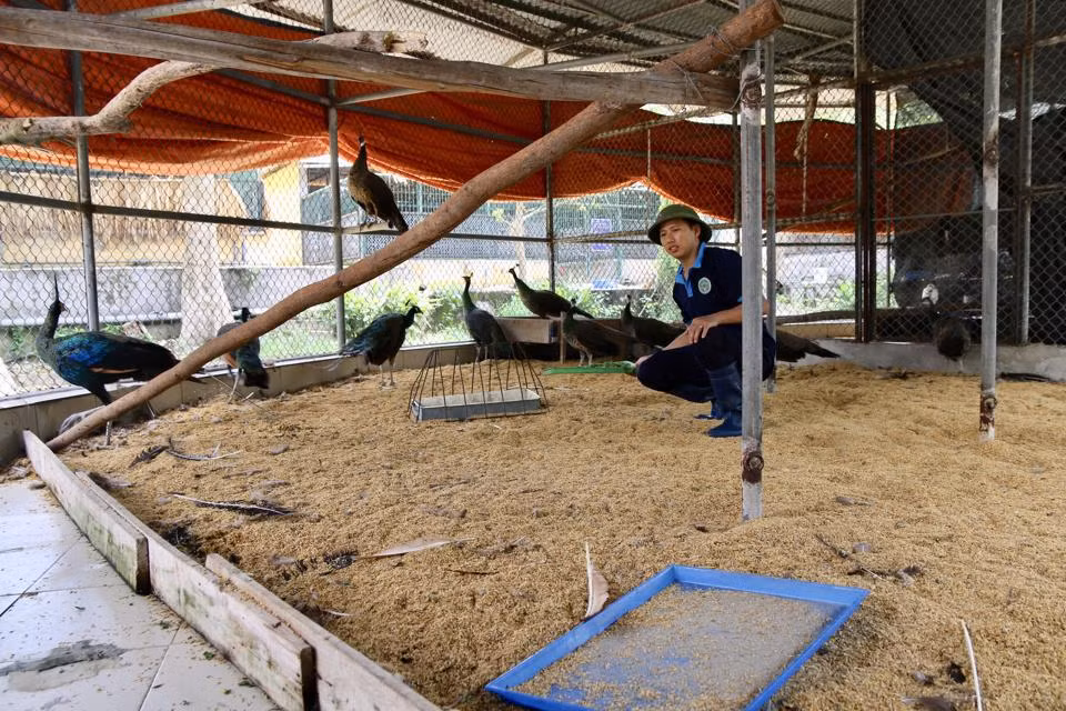 Hanoï: 774 animaux sauvages secourus en 9 mois ảnh 1