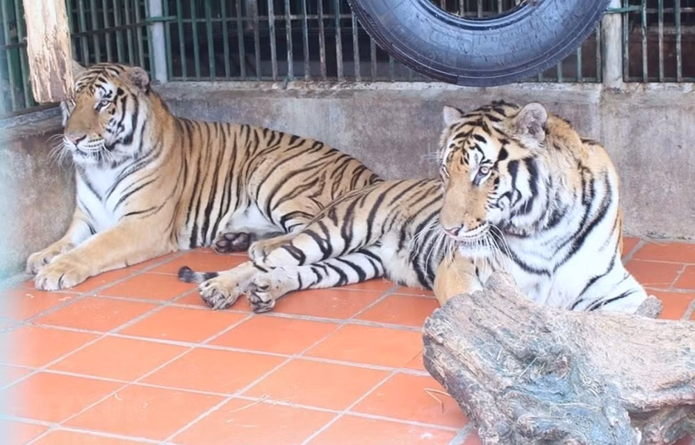 Remise des corps de neuf tigres au Musée de la nature du Vietnam ảnh 1