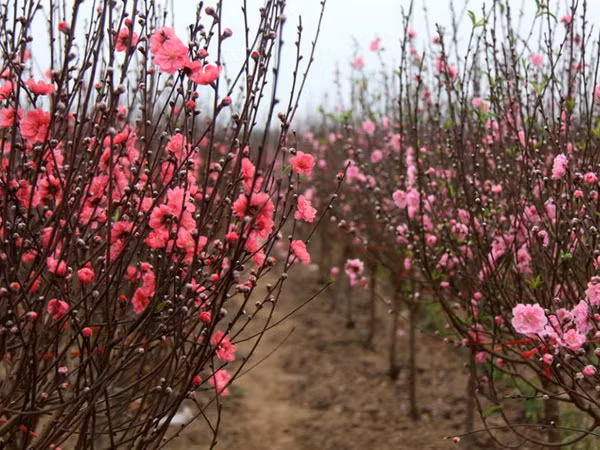 Hanoï et ses quatre saisons de fleurs ảnh 2