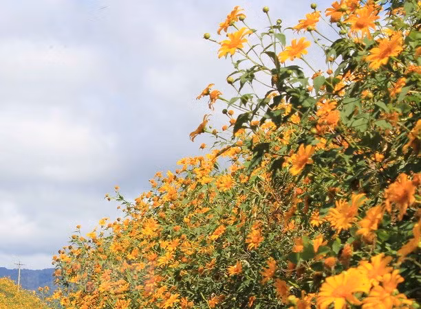 Hanoï : Contempler des fleurs de tournesol sauvage à Ba Vi ảnh 1