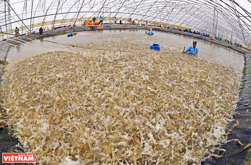 Développement synchrone des infrastructures pour l'aquaculture marine ảnh 3 Développement synchrone des infrastructures pour l'aquaculture marine ảnh 3