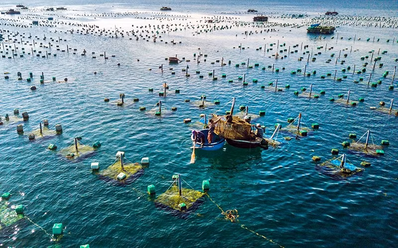 Développement synchrone des infrastructures pour l'aquaculture marine ảnh 2 Développement synchrone des infrastructures pour l'aquaculture marine ảnh 2